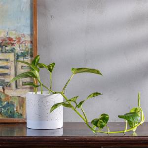 עציץ פוטוס בכלי קרמיקה